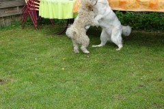 17-04-29_127_Hochzeit_Katia_und_Sascha