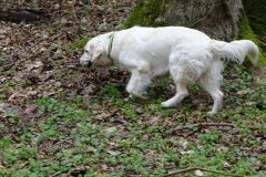 17-04-02_21_Mosel