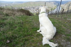 17-04-02_27_Mosel